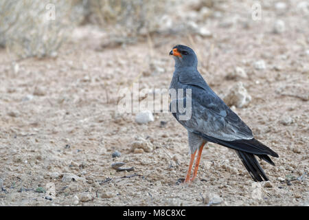 Blass chanting goshawk (Mielerax canorus), Erwachsenen auf dem trockenen Boden, auf der Suche nach Beute, Kgalagadi Transfrontier Park, Northern Cape, Südafrika, Afrika Stockfoto