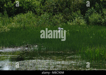 Möwe auf der Jagd nach Fischen Stockfoto