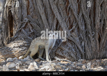Erdmännchen (Suricata suricatta), erwachsenen Mann auf allen Vieren vor dem Stamm eines Baumes, Alert, Kgalagadi Transfrontier Park, Northern Cape, Südafrika Stockfoto