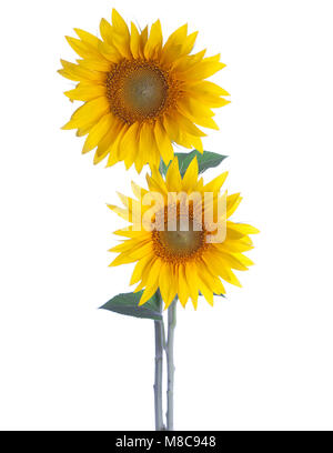 Zwei Sonnenblumen auf einem weißen Hintergrund. Stockfoto