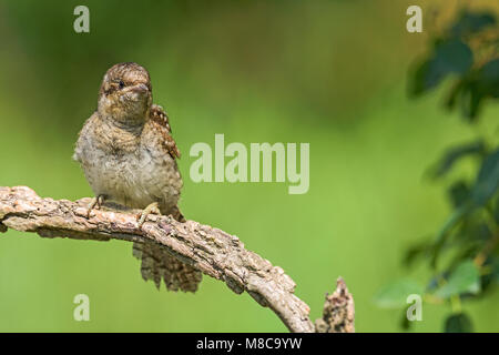 Eurasischen Wendehals (Jynx torquilla) Unreife Stockfoto