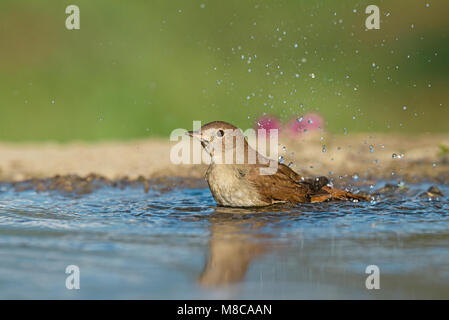 Nachtigall (Luscinia Megarhynchos) Stockfoto