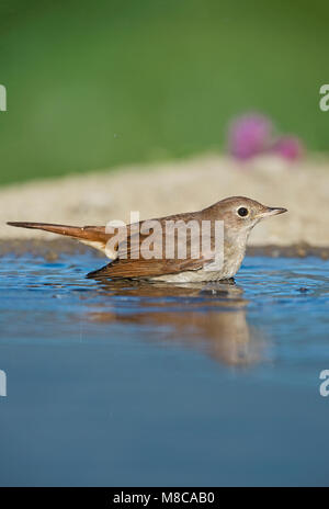 Nachtigall (Luscinia Megarhynchos) Stockfoto