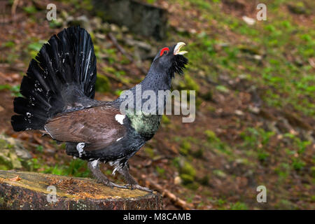 Western Auerhahn (Tetrao urogallus) männlich in der umwerbung Stockfoto