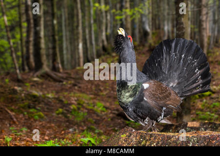 Western Auerhahn (Tetrao urogallus) männlich in der umwerbung Stockfoto