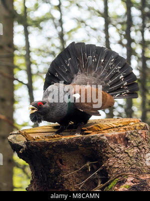 Western Auerhahn (Tetrao urogallus) männlich in der umwerbung Stockfoto