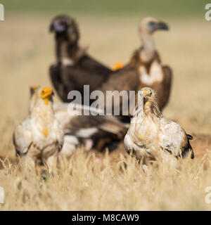 Bedrohte Schmutzgeier (Neophron percnopterus) mit schwarzen und Gänsegeier im Hintergrund Stockfoto