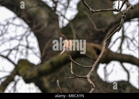 Nahaufnahme eines Tuliptree oder Yellow Poplar (Liriodendron tulipifera) Seed pod. Zarte Cluster von getrockneten Blütenblätter gegen einen verschwommenen Hintergrund. Stockfoto