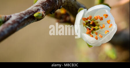 Apfelbaum Blüte Öffnen bud Close Up, Shepperton, Surrey, Großbritannien Stockfoto