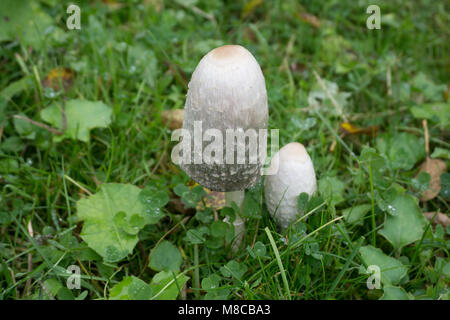 Arzneimittel Pilz "phallus", der phallus mit einem weißen Hut, in einem Wald wächst Stockfoto