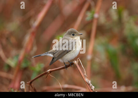 Im ersten Winter Red-breasted Schopftyrann Stockfoto