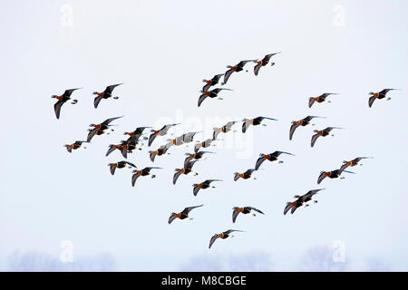 Grote groep Roodhalsganzen overwinterent in Bulgarije; Herde von Red-breasted Gänse (Branta ruficollis) überwintern in Bulgarien Stockfoto