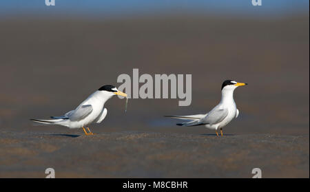 Mindestens Tern auf Noth-American Strand Stockfoto