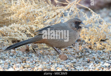 Erwachsene Frau Maricopa Co., AZ Oktober 2012 Stockfoto