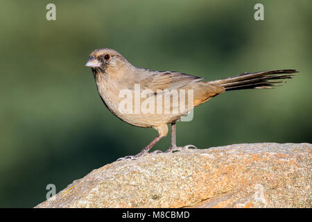 Nach Maricopa Co., AZ Oktober 2012 Stockfoto