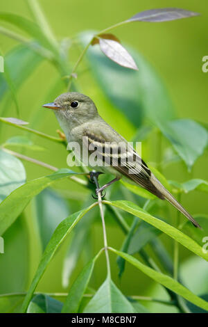 Nach Gipfel Co., OH Mai 2007 Stockfoto