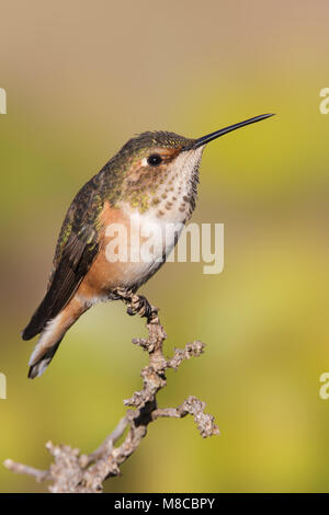 Erwachsene Frau Los Angeles Co., CA Januar 2013 Stockfoto