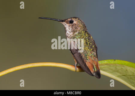 Erwachsene Frau Los Angeles Co., CA Juni 2012 Stockfoto