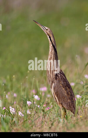 Nach Brazoria Co., TX April 2011 Stockfoto