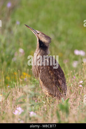 Nach Brazoria Co., TX April 2011 Stockfoto