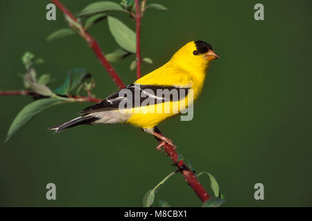 Erwachsene männliche Zucht Kidder Co., ND Juni 1999 Stockfoto