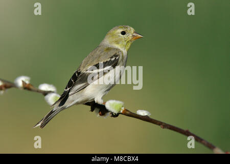 Erwachsenen männlichen Nicht-Zucht Kern Co., CA März 2005 Stockfoto