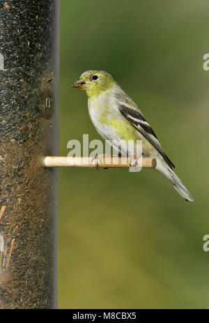 Erwachsene Frau Kern Co., CA März 2005 Stockfoto