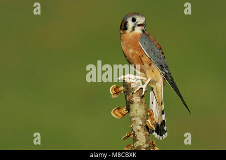 Erwachsene männliche Harris Co., TX November 2004 Stockfoto