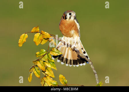 Erwachsene männliche Harris Co., TX November 2004 Stockfoto