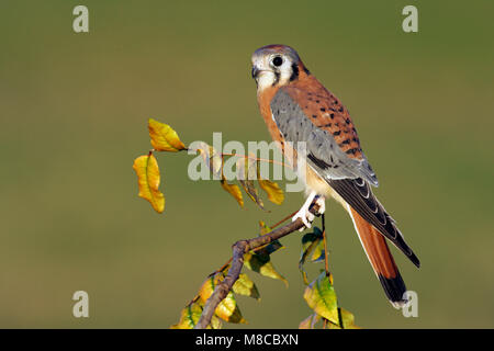 Erwachsene männliche Harris Co., TX November 2004 Stockfoto