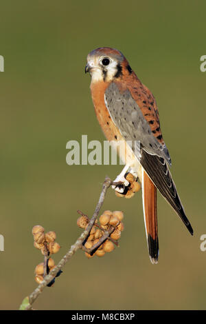 Erwachsene männliche Harris Co., TX November 2004 Stockfoto