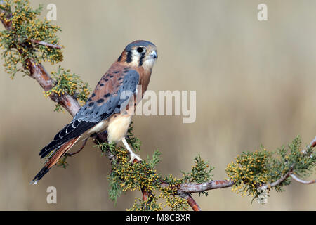 Erwachsene männliche Socorro Co., NM. Dezember 2014 Stockfoto