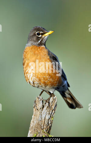 Erwachsene Frau Lake Co., oder im Juni 2008 Stockfoto