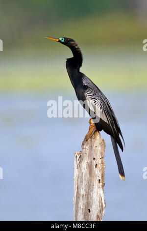 Erwachsene männliche Brazoria Co., TX April 2011 Stockfoto