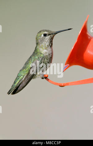 Erwachsene Frau Kern Co., CA März 2005 Stockfoto