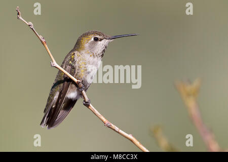 Erwachsene Frau Riverside Co., CA März 2012 Stockfoto