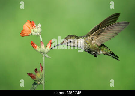 Erwachsene Frau Kern Co., Ca Mai 2005 Stockfoto