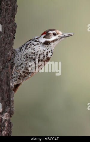 Vogel Bild von Brian E. Kleine Stockfoto