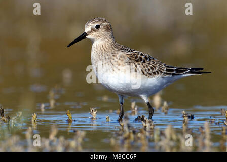 Vogel Bild von Brian E. Kleine Stockfoto