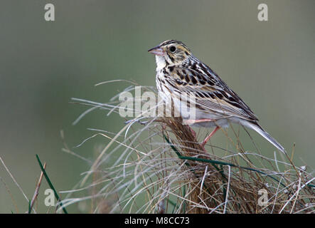 Nach Kidder Co., ND Juni 2002 Stockfoto