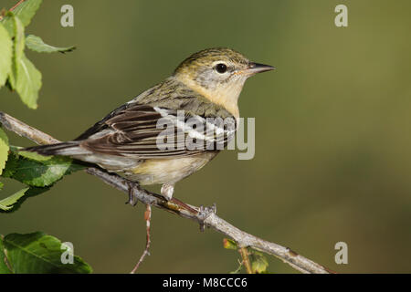 Vogel Bild von Brian E. Kleine Stockfoto