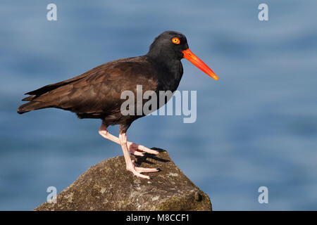 Nach Los Angeles Co., CA März 2010 Stockfoto