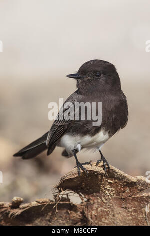 Nach Los Angeles Co., CA Dezember 2012 Stockfoto