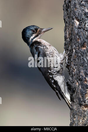 Erwachsene Frau Mono Co., CA Juni 2011 Stockfoto