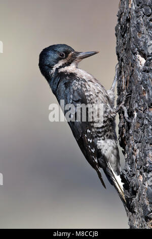 Erwachsene Frau Mono Co., CA Juni 2011 Stockfoto