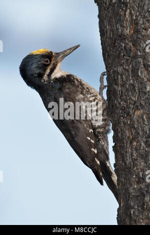 Erwachsene männliche Mono Co., CA Juni 2011 Stockfoto