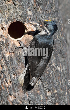 Erwachsene männliche Mono Co., CA Juni 2011 Stockfoto