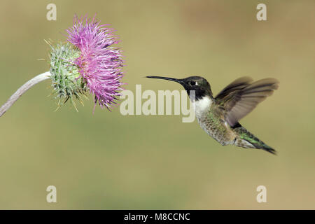 Erwachsene männliche Cochise Co., AZ April 2005 Stockfoto