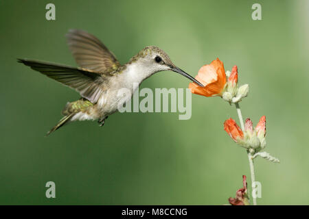 Erwachsene Frau Kern Co., Ca Mai 2005 Stockfoto