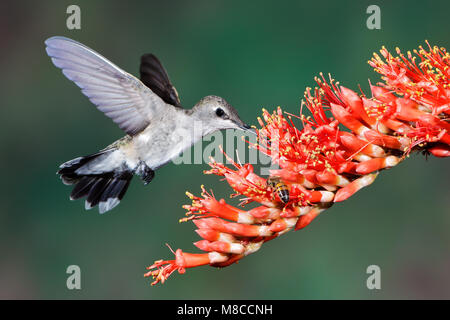 Erwachsene Frau Pima Co., AZ April 2011 Stockfoto